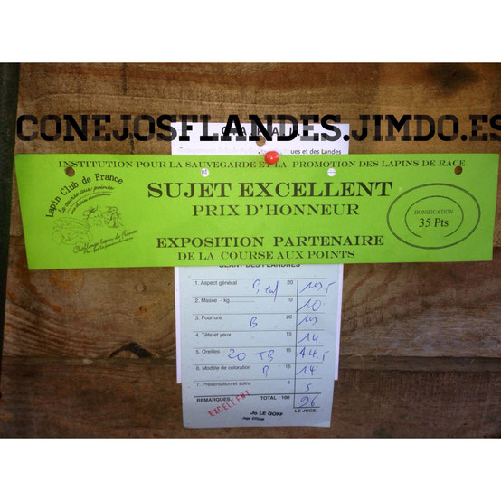 Exposicion de Orthez 2014. Premio a conejo excelente