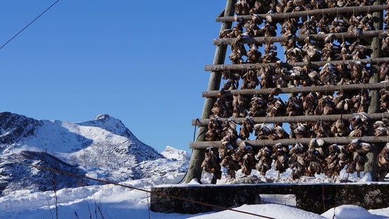 Dorsch am Holzgestell