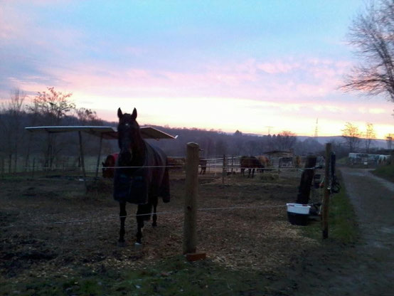 Gefrässige Stille auf den Paddocks an einem Neujahrsmorgen