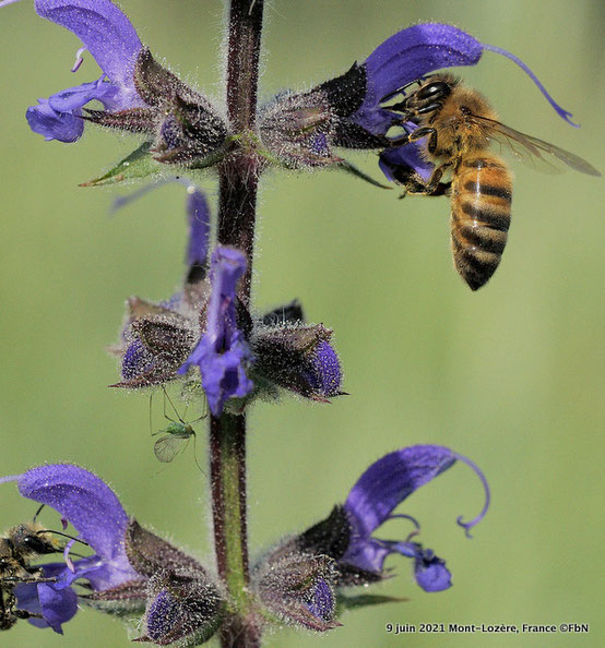 fleur sauge officinale abeilles Mont-Lozère
