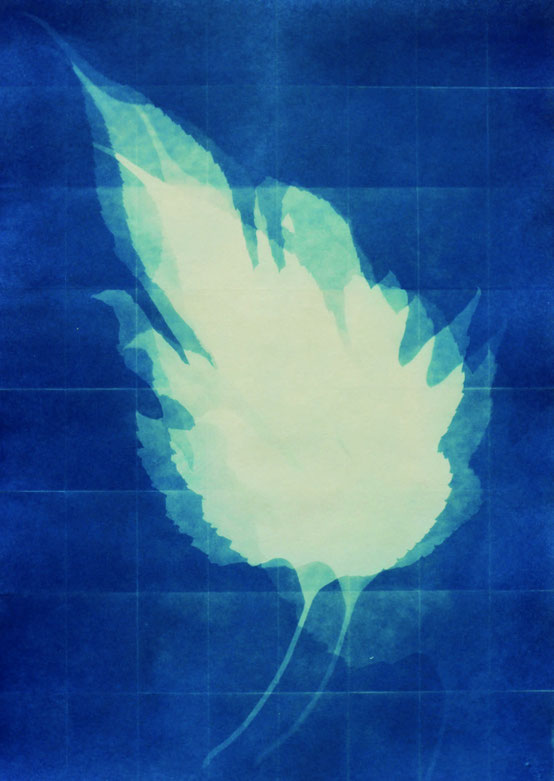 Abb.: Miriam Albert, „Morus alba“, Cyanotypie auf Papier, 30 x 21 cm, 2026