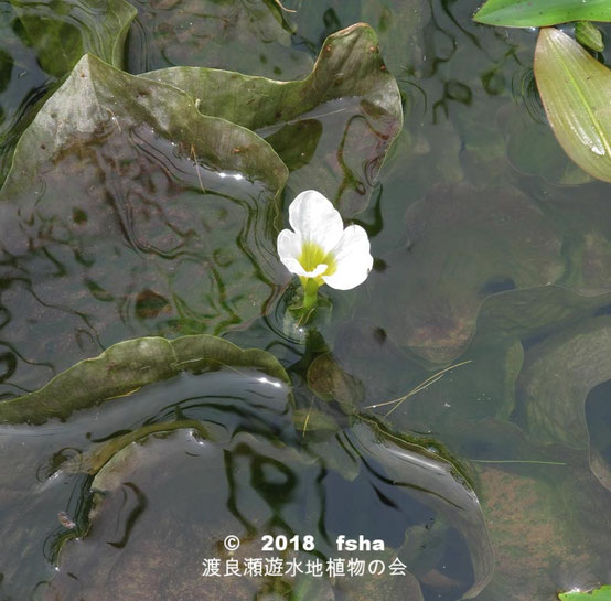 渡良瀬遊水地に生育しているミズオオバコの全体画像と説明文書