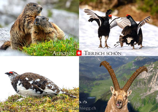 Postkarten Wildtiere, Steinbock, Murmetlier, Schneehuhn, Birkhuhn