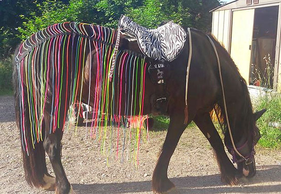 Fliegenschutz, bunt, Pferd, Pony Regenbogen