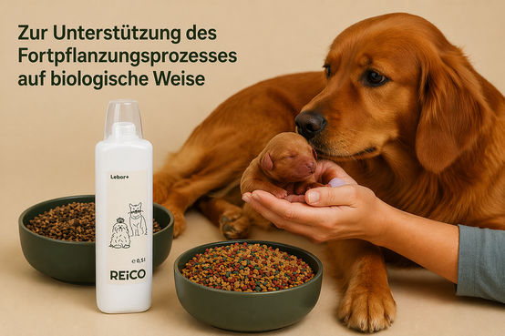 REiCO Züchterbundle Phase 1 und 2