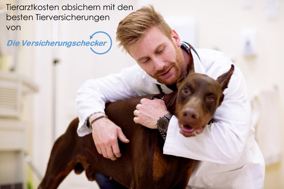 Hundeversicherung für Tierarztkosten