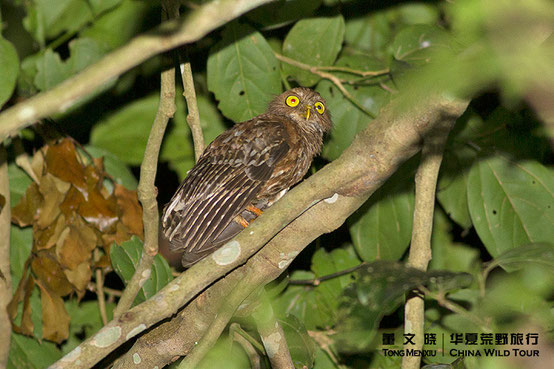 吕宋鹰鸮 Luzon Hawk-Owl  ©董文晓/华夏荒野旅行