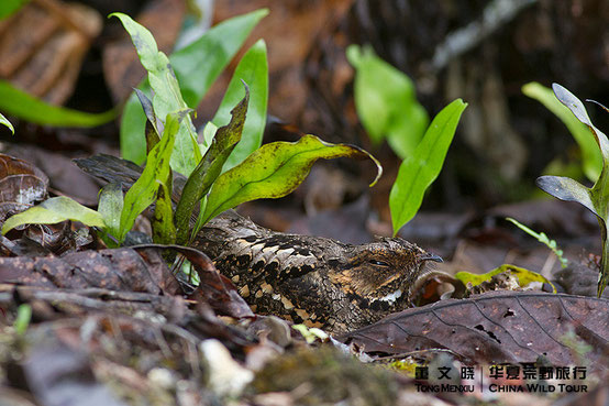 菲律宾夜鹰 Philippine Nightjar ©董文晓/华夏荒野旅行