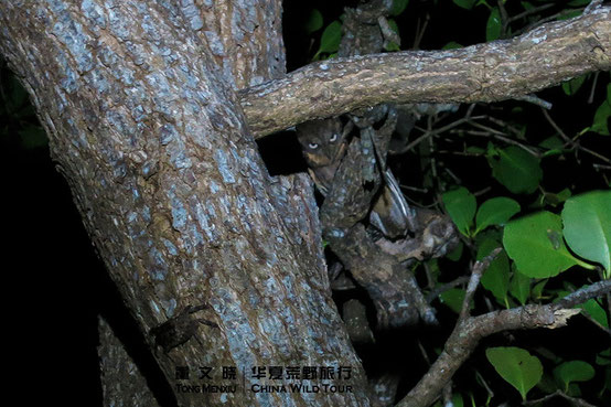 南菲律宾角鸮 Mantanani Scops Owl  ©董文晓/华夏荒野旅行