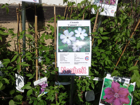 Bild: Clematis - Waldrebe auf dem Marktstand des Museumdorfes - ein muss für die Gartengestaltung auch in Lüneburg