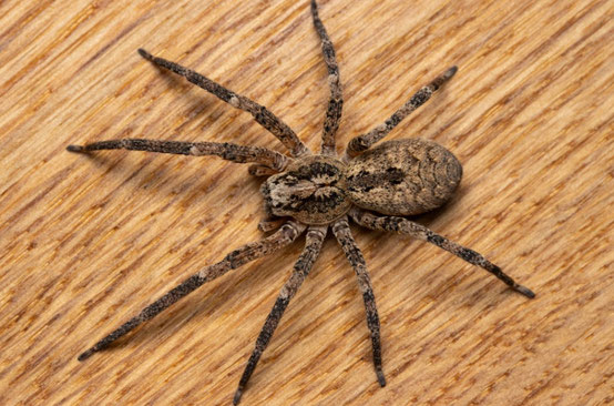 Nosferatu-Spinne - Frederik Leck Fischer, inaturalist