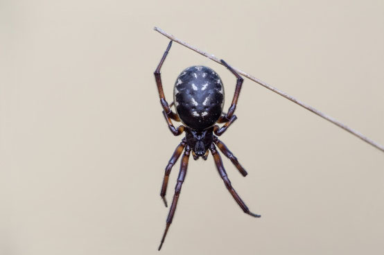 Weißfleckige Fettspinne - Benjamin Fabian, inaturalist