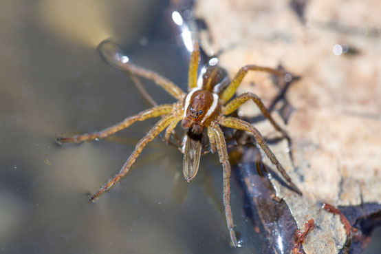 Gerandete Jagdspinne - Ralph Sturm, LBV-Bildarchiv