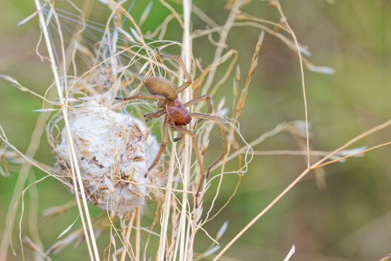 Ammen-Dornfinger-Spinne - Christoph Bosch, LBV-Bildarchiv