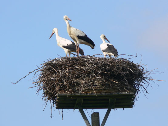 Letztes Foto von Ida, Isabell und Ingo kurz vor dem Abflug in den Süden (Foto: H. Wolek)