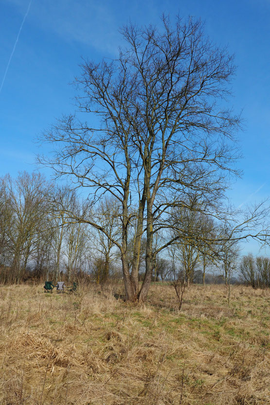 blühenden Wildblumen und Obstbäume in Vorpommern der Traum kommt, endlich Apfelbäume pflanzen!