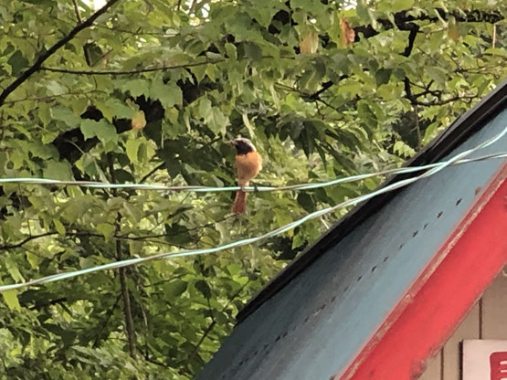 芸術村に住む野鳥「キビタキ」