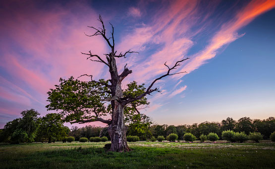 Elbauen bei Dessau im Abendrot