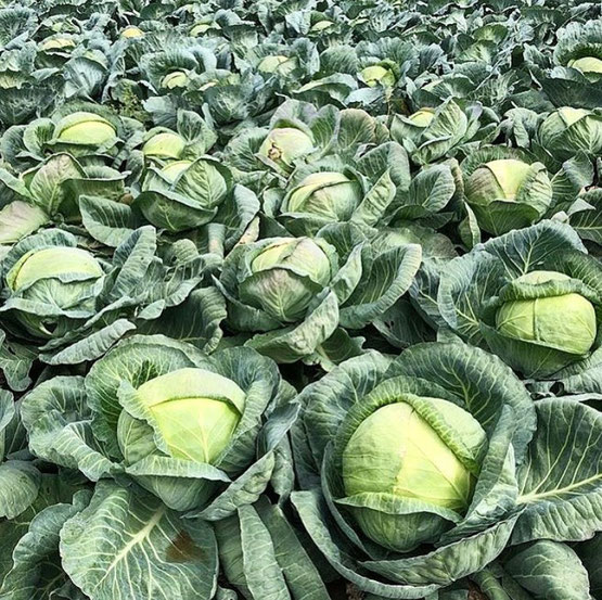 Le Quintal d'Alsace