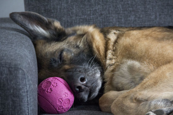 Urlaub mit dem Hund in der Pfalz