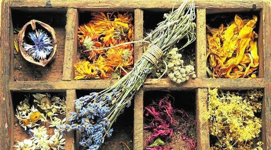 Traditional medicinal herbs used in curanderismo 