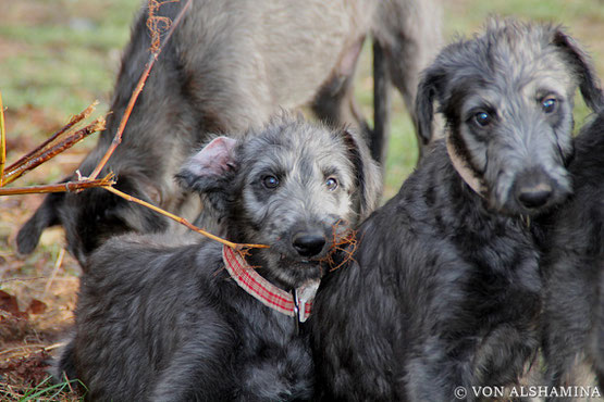 FCI  SCOTTISH  DEERHOUNDS  vom Züchter/ Deutsche Deerhound Züchterin Nadja Koschwitz...., eingetragen und geschützt in der FCI, im VDH und im DWZRV!