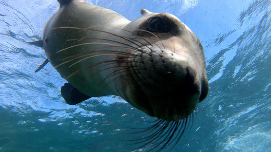 Mexiko Tauchreise Seelöwen