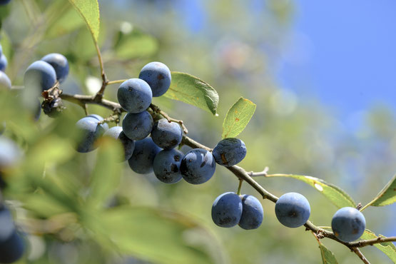 Schlehen, Beeren, Zweig