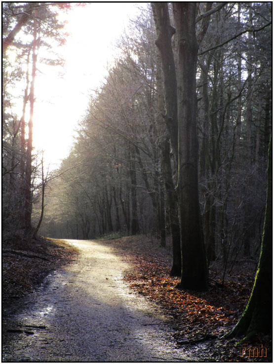 march sun tn the woods