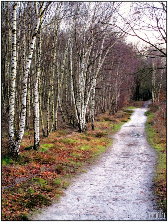 sandy trail between birches and heather