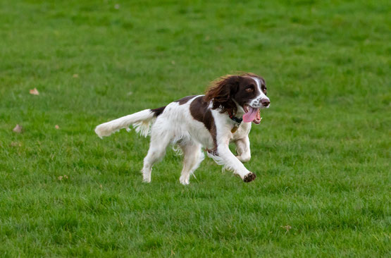 das ist ein Springer Spaniel