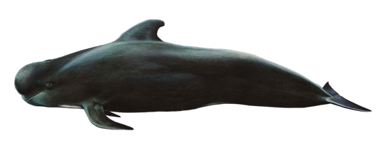 image dauphin pilote globicephale transparent sur fond blanc détouré pour illustration site web devoir ecole college