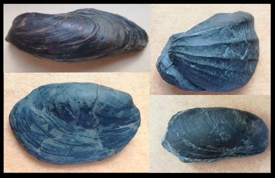 Fossili del Carnico di Dossena: in senso orario dall'angolo in alto a sx: Gervillia inflata, Myophoria inaequicostata, Modiolus sp., Curionia curionii.