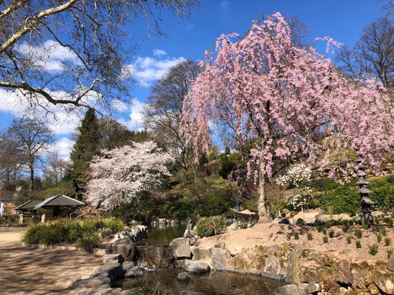 Zur Kirschblütenzeit - Hunomi - zeigt der Japanische Garten besondere Reize. Fotos: Stadt Kaiserslautern