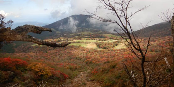 遠笠山と裾野の紅葉