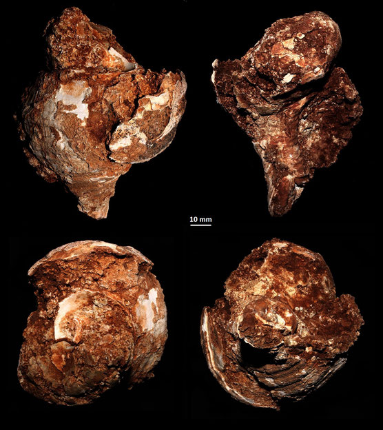 Charonia lampas, Sant'Agostino (Civitavecchia, RM)