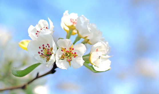 Frühlingsblüten richten sich auf