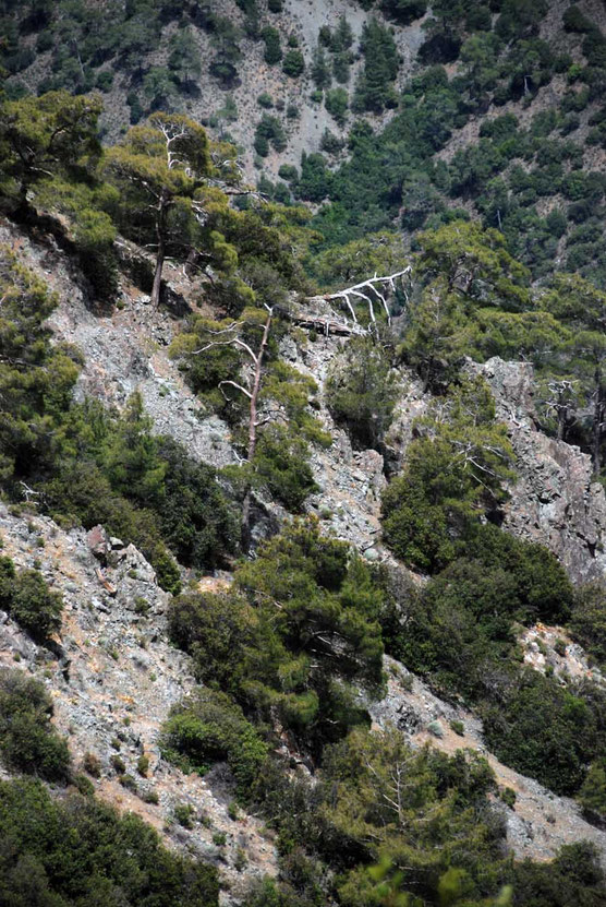 Deep rooted Brutia Pine on exceptionally steep slopes: is it the pines holding the mountain up or vice versa? (Tilliria, Cyprus).