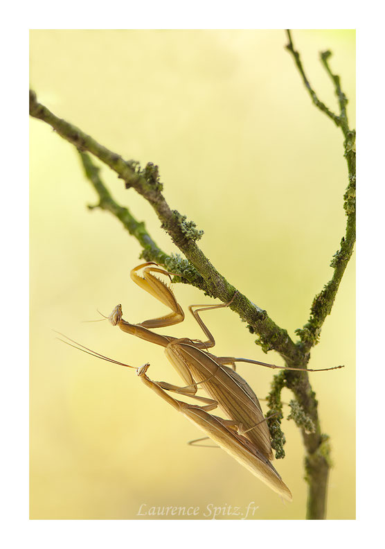 MG9725 • Accouplement de la Mante religieuse •