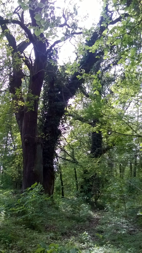 Zwiesel-Eiche westlich des Weinmeisterweges in Sacrow in Potsdam