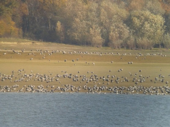 Grues cendrées (Grus grus) au Lac du Der le 23 novembre 2014