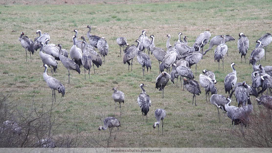 Grues cendrées au Lac du Der le 04 mars 2017