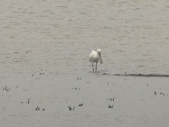  Spatule blanche (Platalea leucorodia) au Lac du Der le 06 mars 2016