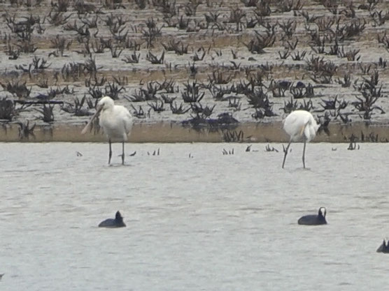 Spatule blanche (Platalea leucorodia) et  Grande Aigrette (Ardea alba) au Lac du Der ( Avril 2016)