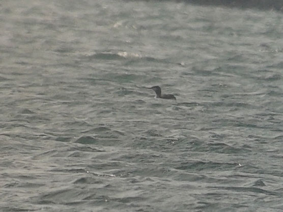 Plongeon catmarin (Gavia stellata) au Lac du Der le 28 février 2016