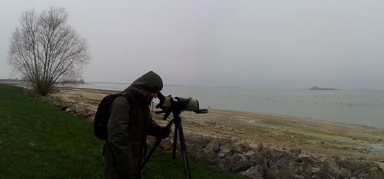 Lac du Der le 29 décembre 2014 avec un "Birdwatcher" de Napoli.