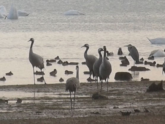 Grues cendrées au Lac du Der le 18 novembre 2015