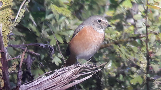 Rougequeue à front blanc (Phoenicurus phoenicurus), cette espèce passe l’hiver en Afrique sahélienne, ici en halte migratoire dans notre belle région.