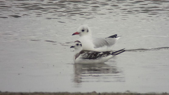 Mouette rieuse (Chroicocephalus ridibundus) et Mouette pygmée (Hydrocoloeus minutus) le 7 sept. 2017