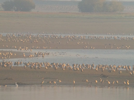 Environ 85 000 Grues cendrées au Lever et en migration active ce 29/10/2015